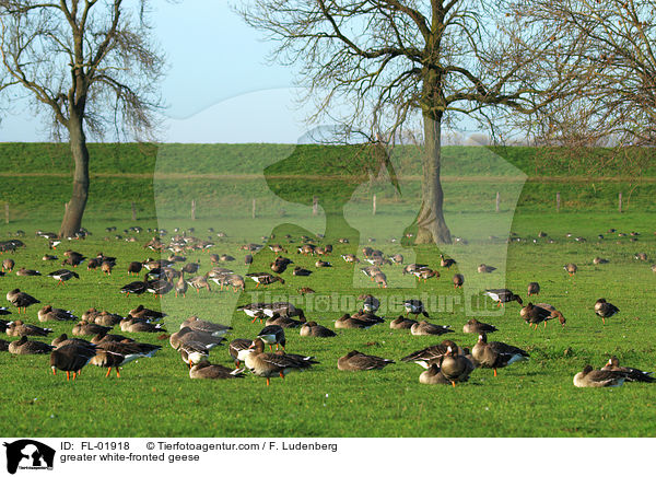 Blssgnse / greater white-fronted geese / FL-01918