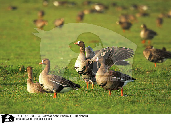 Blssgnse / greater white-fronted geese / FL-01920