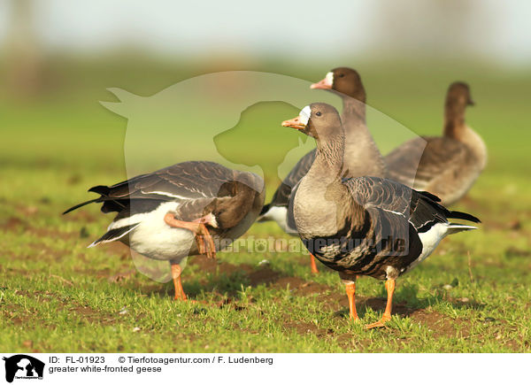 Blssgnse / greater white-fronted geese / FL-01923