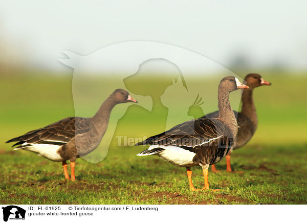 Blssgnse / greater white-fronted geese / FL-01925
