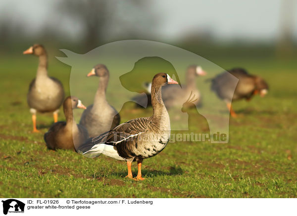 Blssgnse / greater white-fronted geese / FL-01926