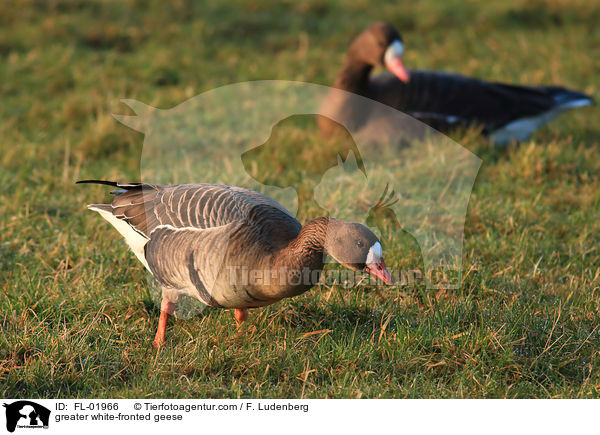 greater white-fronted geese / FL-01966
