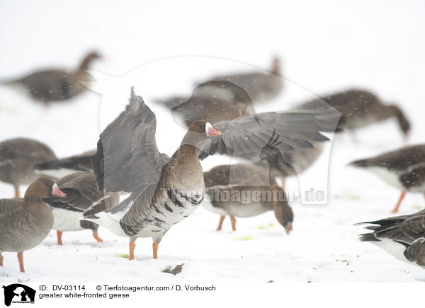 greater white-fronted geese / DV-03114