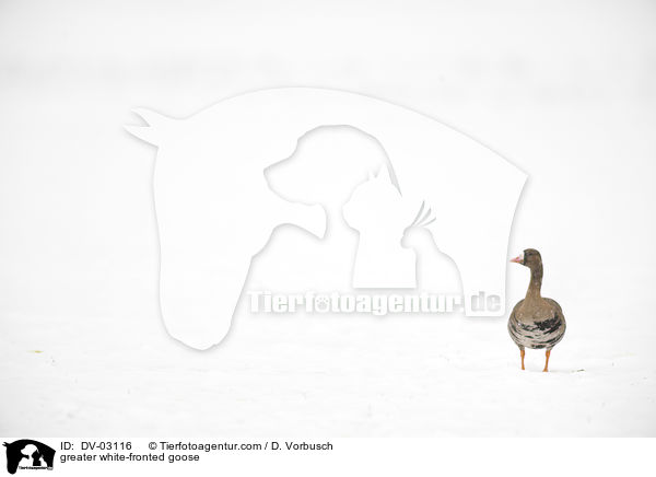 greater white-fronted goose / DV-03116