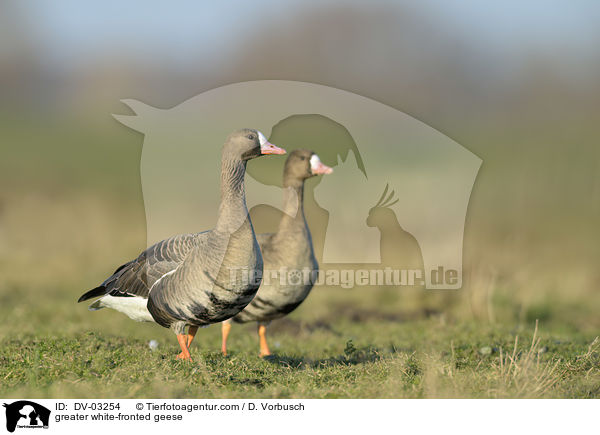 Blssgnse / greater white-fronted geese / DV-03254