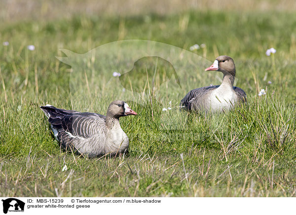 greater white-fronted geese / MBS-15239