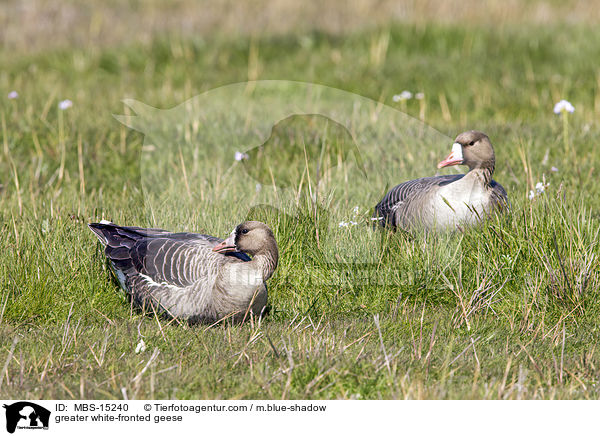greater white-fronted geese / MBS-15240