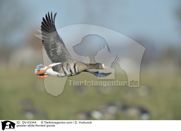 greater white-fronted goose / DV-03344