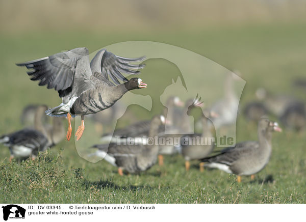 greater white-fronted geese / DV-03345