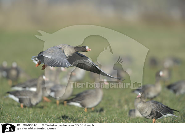 greater white-fronted geese / DV-03346
