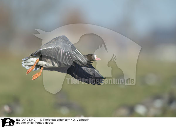 greater white-fronted goose / DV-03349