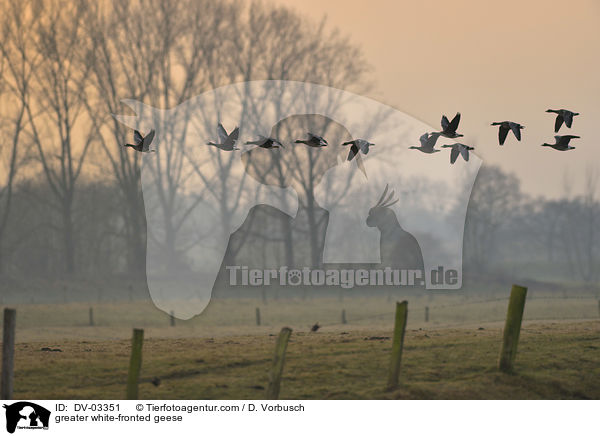 Blssgnse / greater white-fronted geese / DV-03351