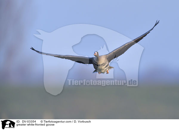 Blssgans / greater white-fronted goose / DV-03354