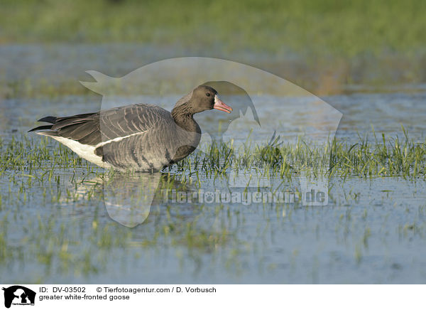greater white-fronted goose / DV-03502