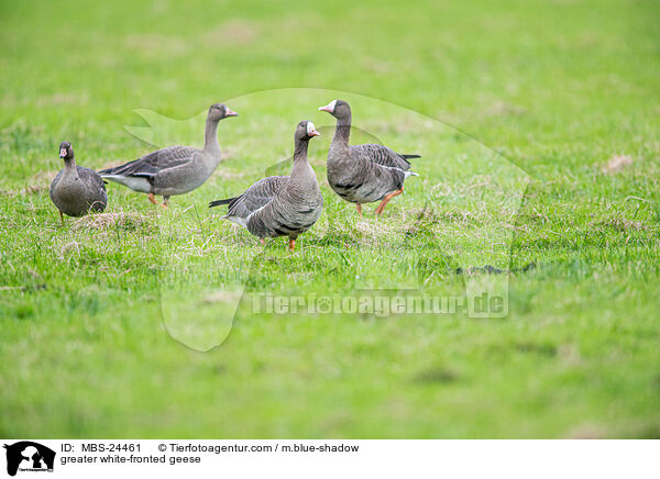 Blssgnse / greater white-fronted geese / MBS-24461
