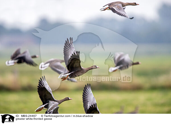 Blssgnse / greater white-fronted geese / MBS-24467