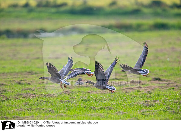 Blssgnse / greater white-fronted geese / MBS-24520