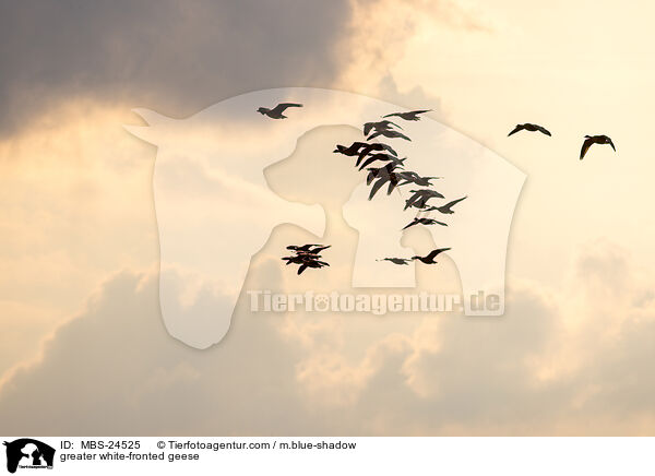 greater white-fronted geese / MBS-24525