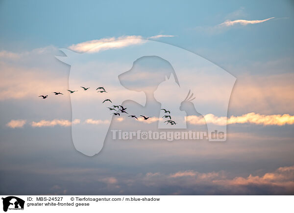 greater white-fronted geese / MBS-24527