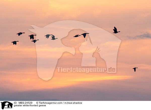 Blssgnse / greater white-fronted geese / MBS-24529
