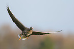 greater white-fronted goose