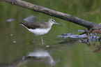 walking Green Sandpiper