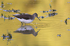 walking Green Sandpiper