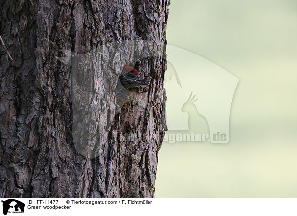 Grnspecht / Green woodpecker / FF-11477