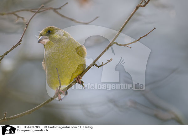 European greenfinch / THA-03783