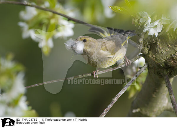 European greenfinch / THA-03786