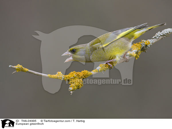 European greenfinch / THA-04995