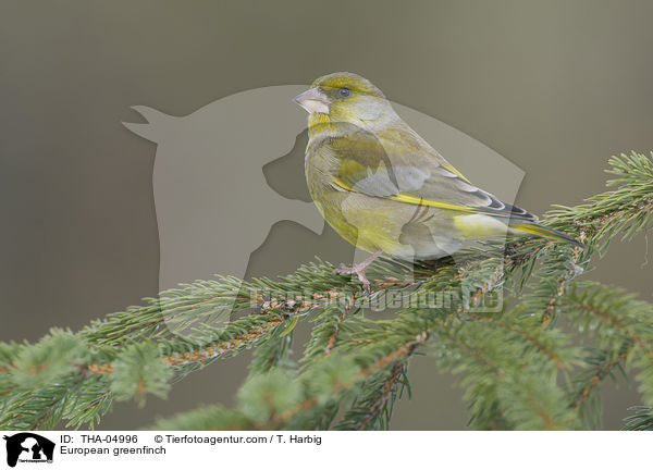 European greenfinch / THA-04996