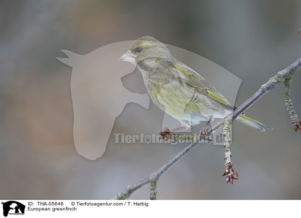 European greenfinch / THA-05646