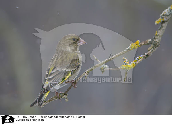 European greenfinch / THA-05655