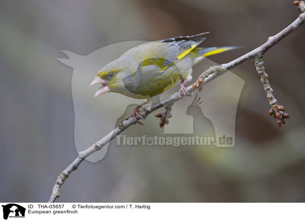 European greenfinch / THA-05657