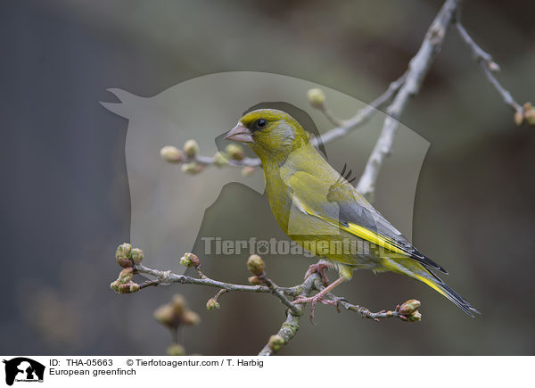European greenfinch / THA-05663