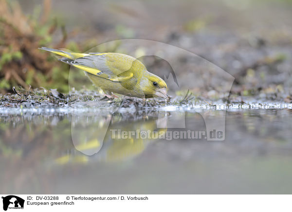 European greenfinch / DV-03288