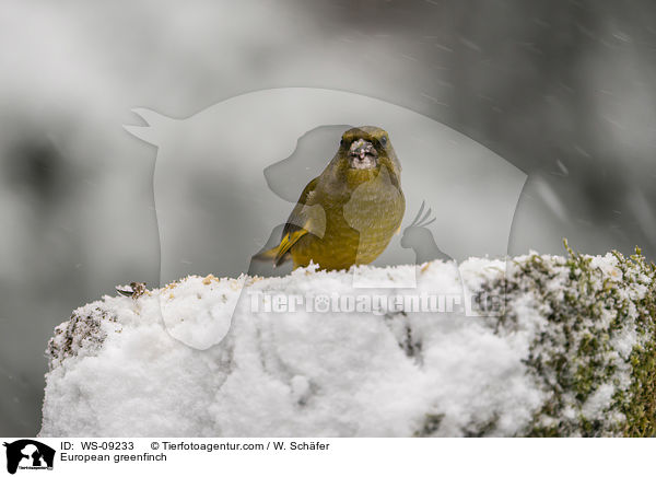 European greenfinch / WS-09233