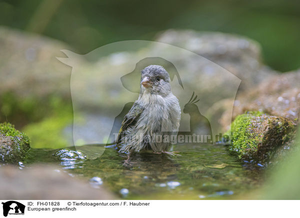 European greenfinch / FH-01828