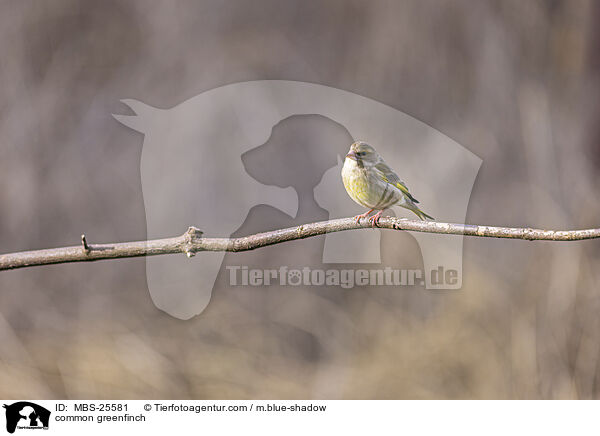 Grnfink / common greenfinch / MBS-25581