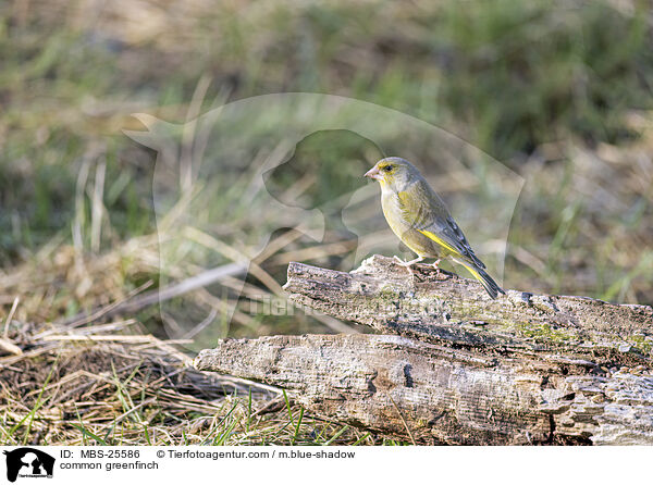 Grnfink / common greenfinch / MBS-25586