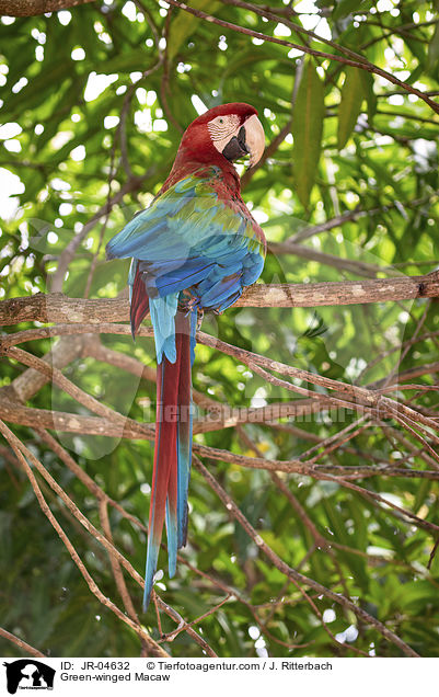 Grnflgelara / Green-winged Macaw / JR-04632