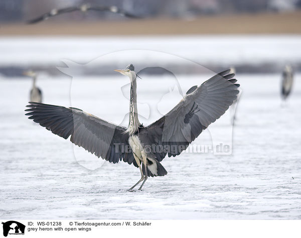 grey heron with open wings / WS-01238