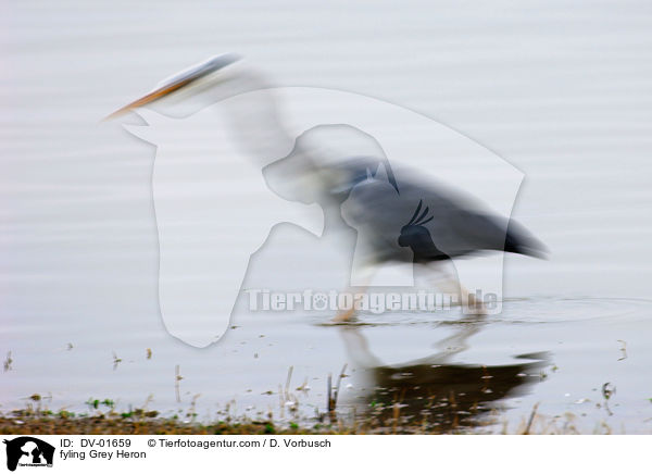 fliegender Graureiher / fyling Grey Heron / DV-01659