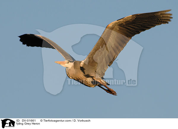 fliegender Graureiher / fyling Grey Heron / DV-01661
