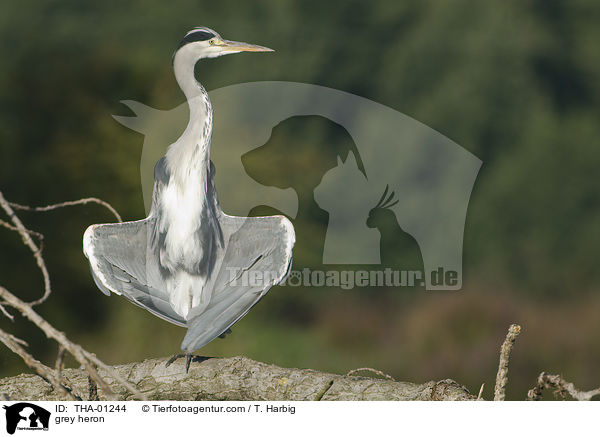 Graureiher / grey heron / THA-01244