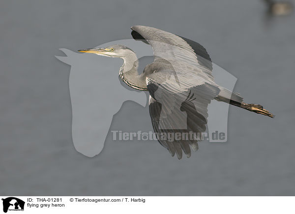 fliegender Graureiher / flying grey heron / THA-01281