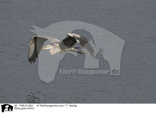 fliegender Graureiher / flying grey heron / THA-01282