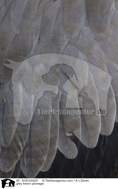 Graureiher Gefieder / grey heron plumage / AVD-03025
