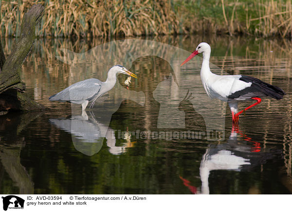 Graureiher und Weistorch / grey heron and white stork / AVD-03594